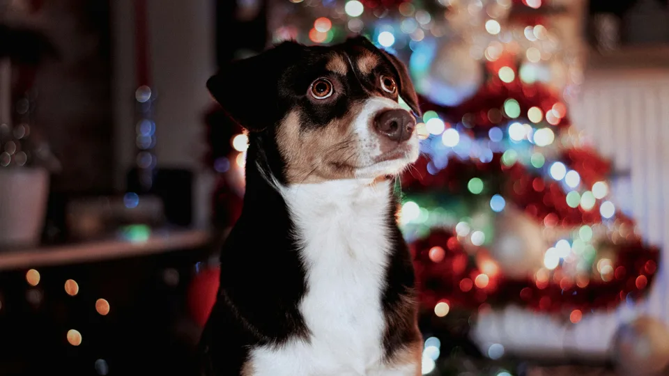 Svarbus kinologės perspėjimas: ši populiari kalėdinė puošmena šunims gali baigtis tragedija