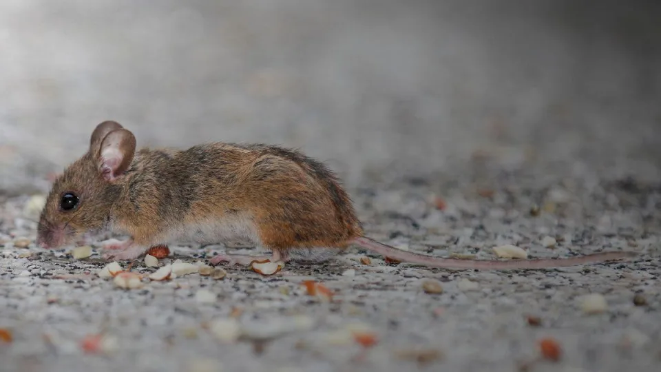 Išbarstykite tai žiemą darže ir pelės bei žiurkės dings akimirksniu