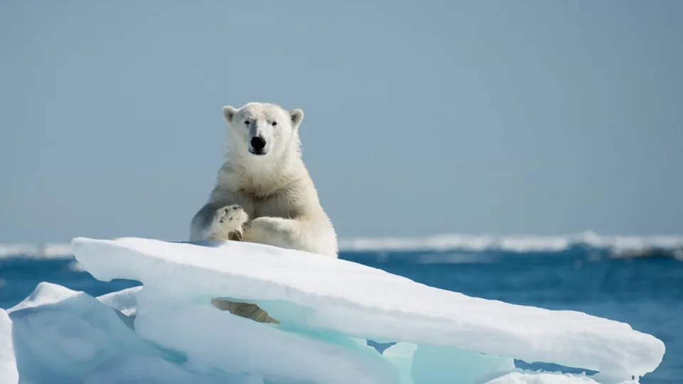Grenlandija tarp ambicijų ir aljansų: NATO ir Didžioji Britanija traukia kariuomenę į Arktį