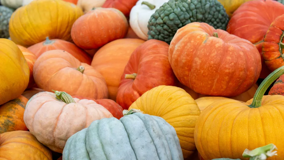 Tinkami ne tik Helovinui: specialistė įvardijo, kokios yra pačios skaniausios moliūgų rūšys