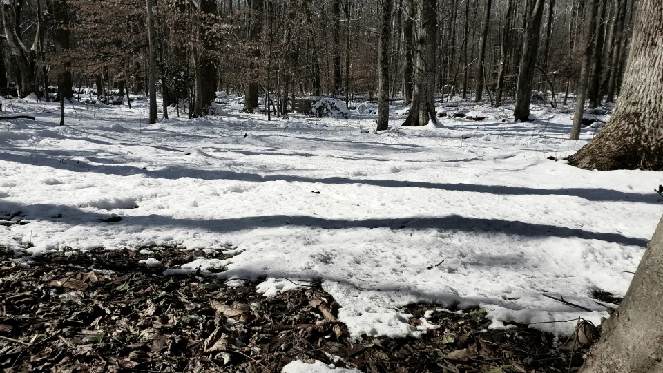 Ar pavasaris ateis gerokai anksčiau? Keisti sniego ženklai stebina specialistus ir sodininkus