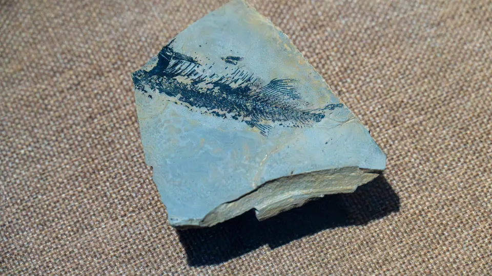 Stulbinantis atradimas: seniausi mūsų protėviai galėjo turėti keturias akis, ir tai keičia viską