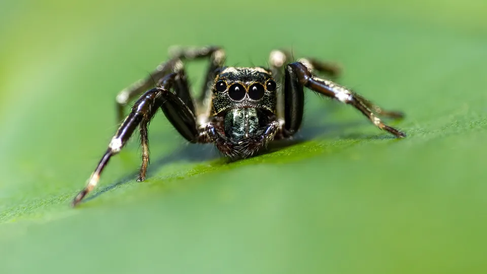 Mokslininkai nustėro: mūsų protėviai galėjo turėti kur kas daugiau akių