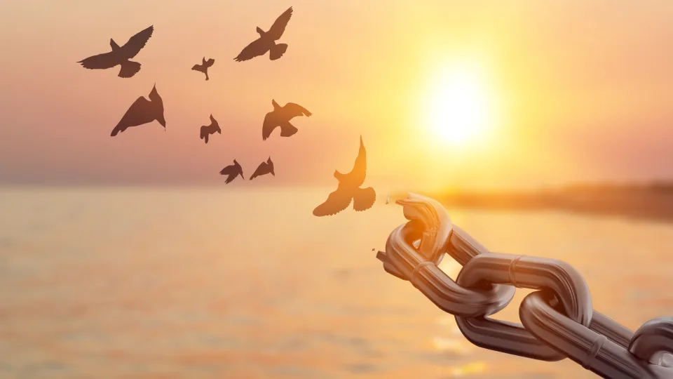 Netikėtas atradimas: paukščiai skirtinguose žemynuose sukūrė tą patį pavojaus signalą