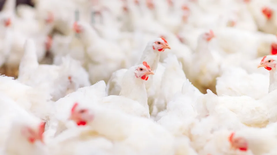 Prasideda kiaušinių perversmas: paskelbtas lemtingas sprendimas, kuris pakeis mūsų pusryčius