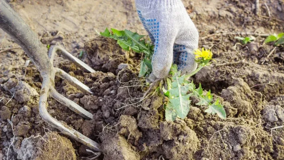 Kodėl patyrę daržininkai skuba sėti vos nutirpus sniegui? Jų paslaptis nustebins ne vieną