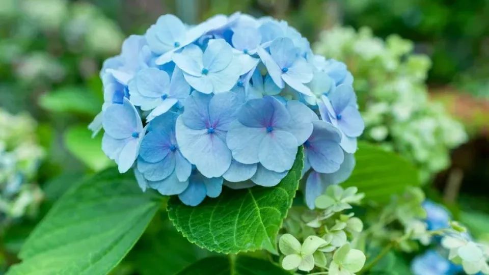 Sodininkai pradeda jau vasarį: paprastas būdas padauginti hortenzijas beveik be išlaidų