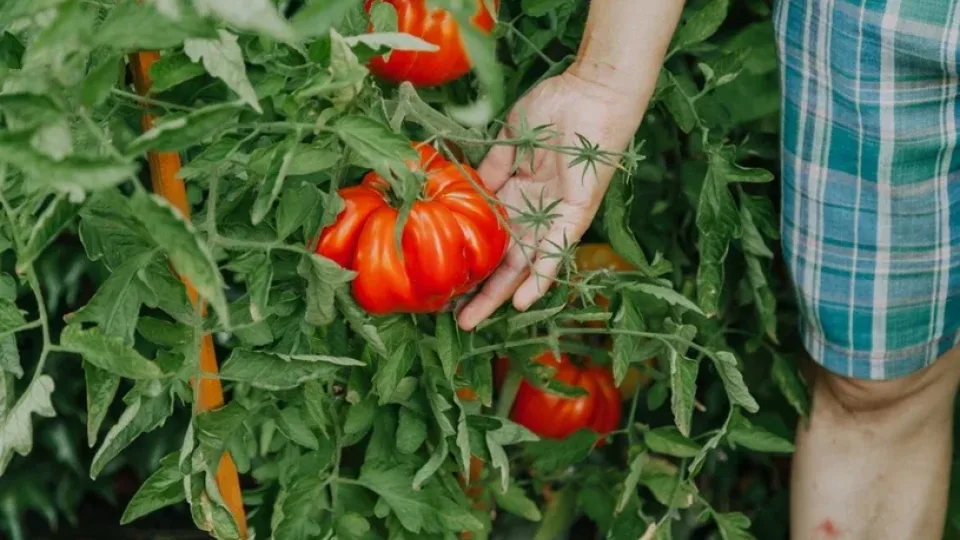 Nuo sėklos iki stipraus daigo: žingsnis po žingsnio, kaip teisingai auginti pomidorus