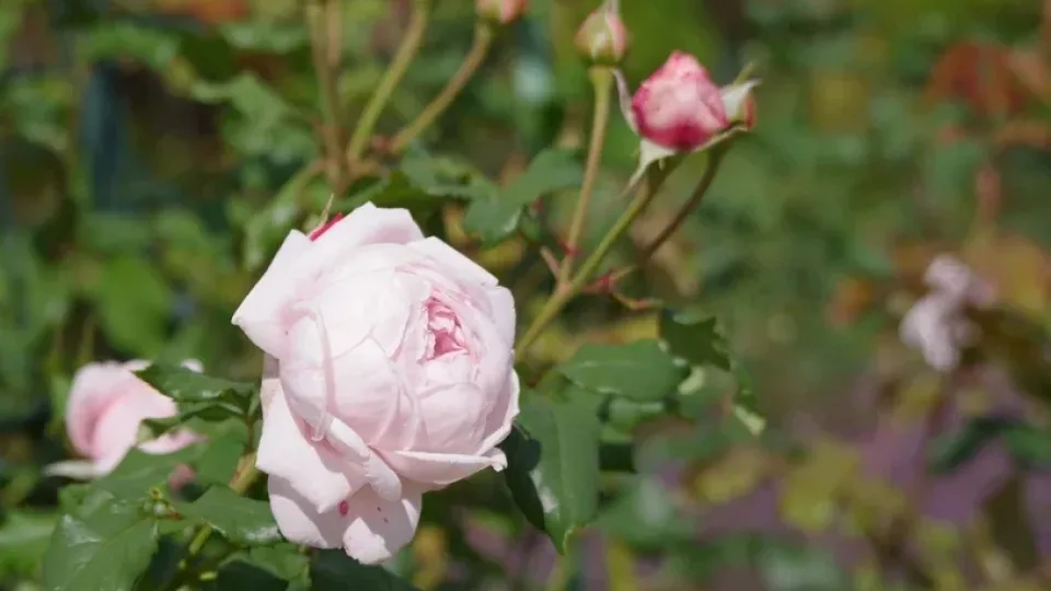 Mieste gyvenantys sodininkai atrado būdą, kaip rožes įšaknydinti be tradicinių priemonių