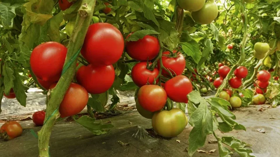 Sodininkų gudrybė, apie kurią retai kalbama: paprasta detalė lemia stipresnius augalus