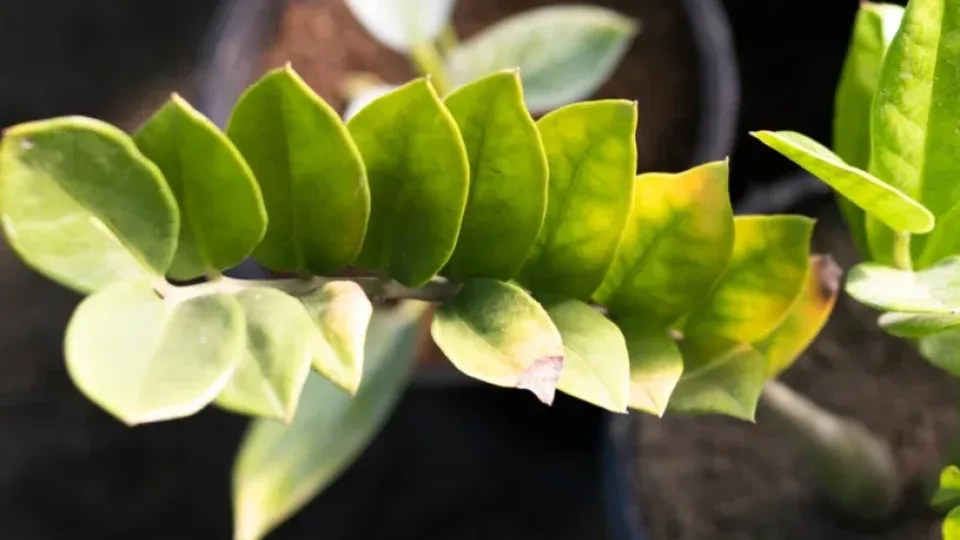 Jei pinigų medis sustojo augti ar pradėjo gelsti, verta išbandyti šį namų metodą