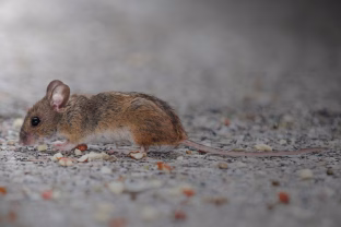 Išbarstykite tai žiemą darže ir pelės bei žiurkės dings akimirksniu