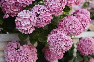 Pradėkite tai kaupti jau sausį – kovą pabersite po hortenzijomis, žiedai tiesiog sprogs!