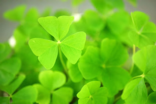 Fortūna atsisuka: trys ženklai, kuriems šią savaitę seksis taip, kad pavydės net draugai