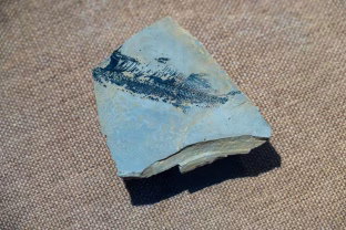 Stulbinantis atradimas: seniausi mūsų protėviai galėjo turėti keturias akis, ir tai keičia viską