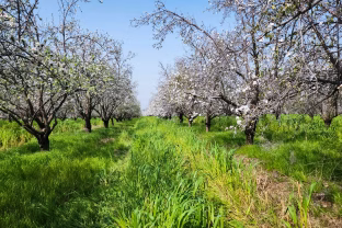 Vienas purškimas anksti pavasarį: šis paprastas triukas apsaugos vaismedžius nuo kirminų visą vasarą