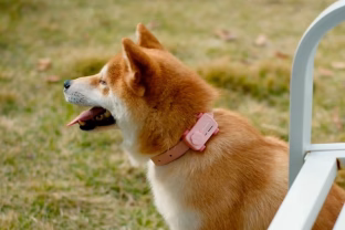 Išmanųjį telefoną dabar gali turėti net ir jūsų augintinis: pristatytas išskirtinis prietaisas, kuris bendravimą su gyvūnais perkels į naują lygį