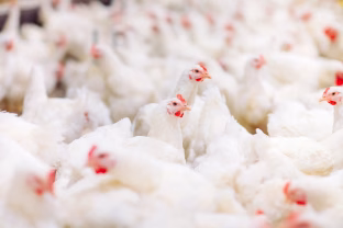 Lietuvoje vis dažniau aptinkami produktai su salmoneliozės užkratu, kaip tai atpažinti ir apsisaugoti?