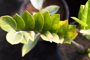 Jei pinigų medis sustojo augti ar pradėjo gelsti, verta išbandyti šį namų metodą