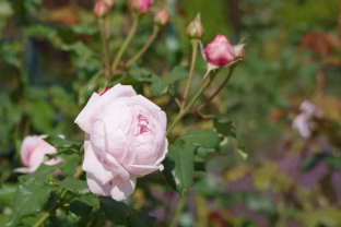 Mieste gyvenantys sodininkai atrado būdą, kaip rožes įšaknydinti be tradicinių priemonių