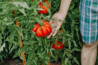 Nuo sėklos iki stipraus daigo: žingsnis po žingsnio, kaip teisingai auginti pomidorus
